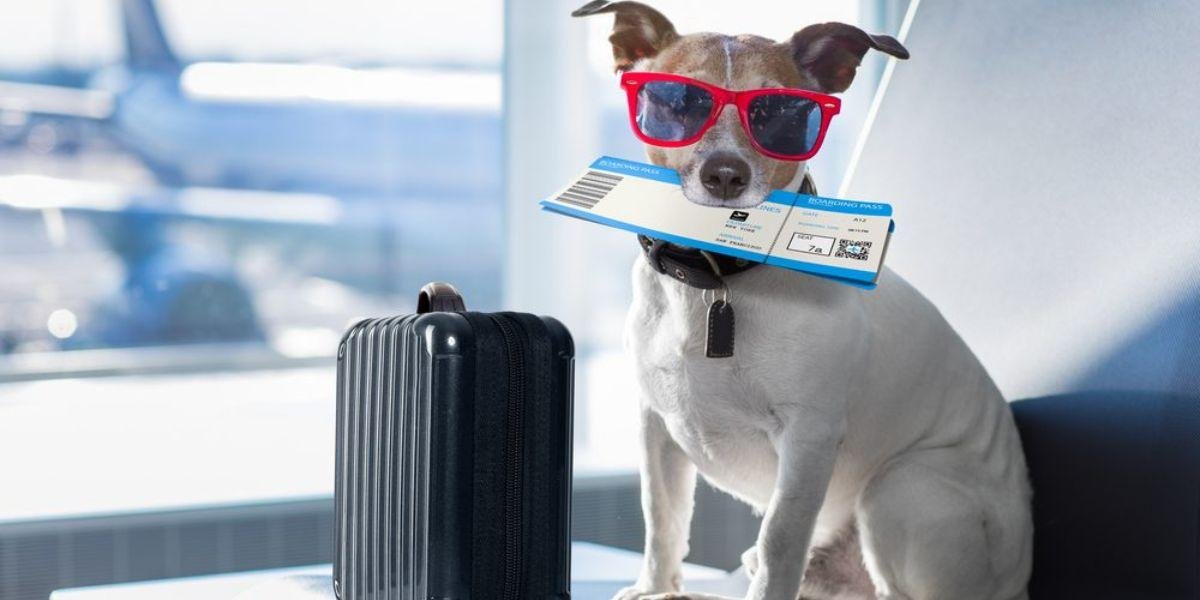 Does Volaris Allow Pets